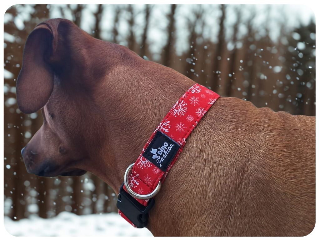 Vánoční obojek pro psa